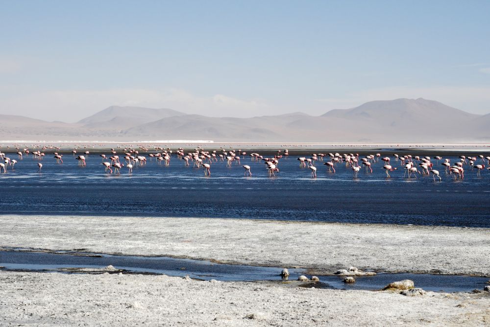 Laguna Colorada Park III