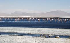 Laguna Colorada Park III