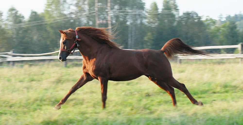 galop