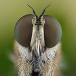 Robber Fly.