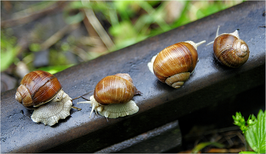 linia tranzytowa