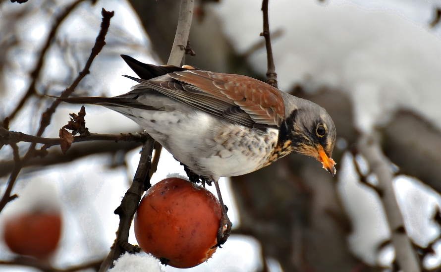 Turdus pilaris