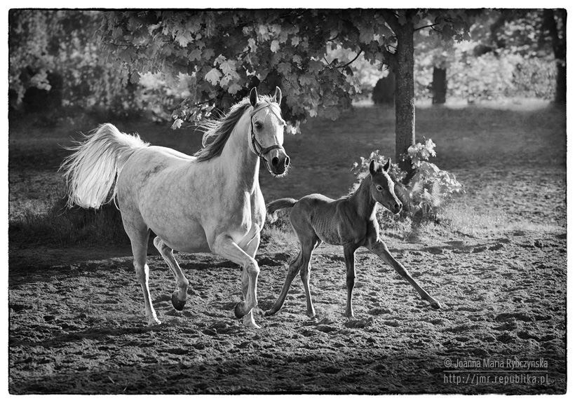 ...o poranku... (BW)