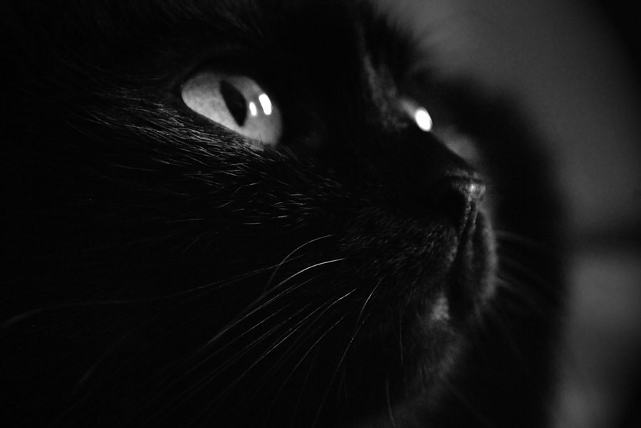 The black cat