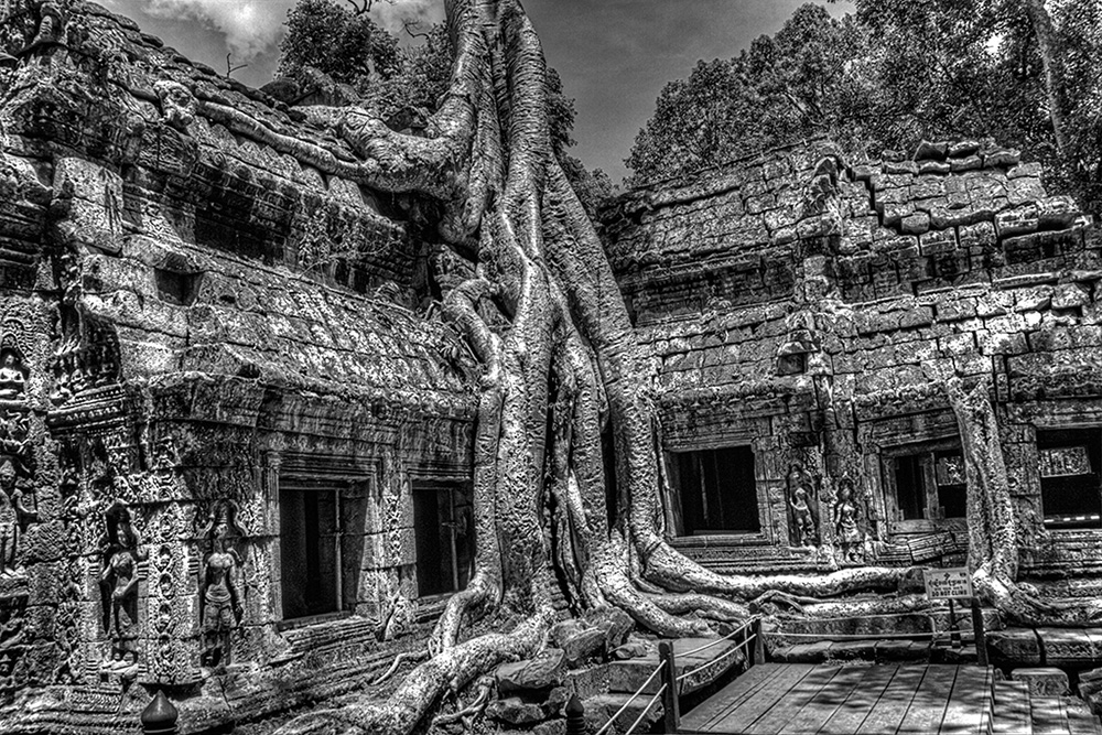 Ta Prohm - Tomb Raider