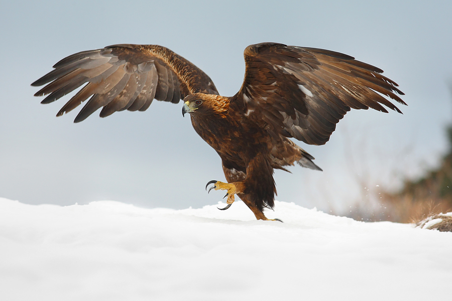 Orzeł przedni (Aquila chrysaetos)