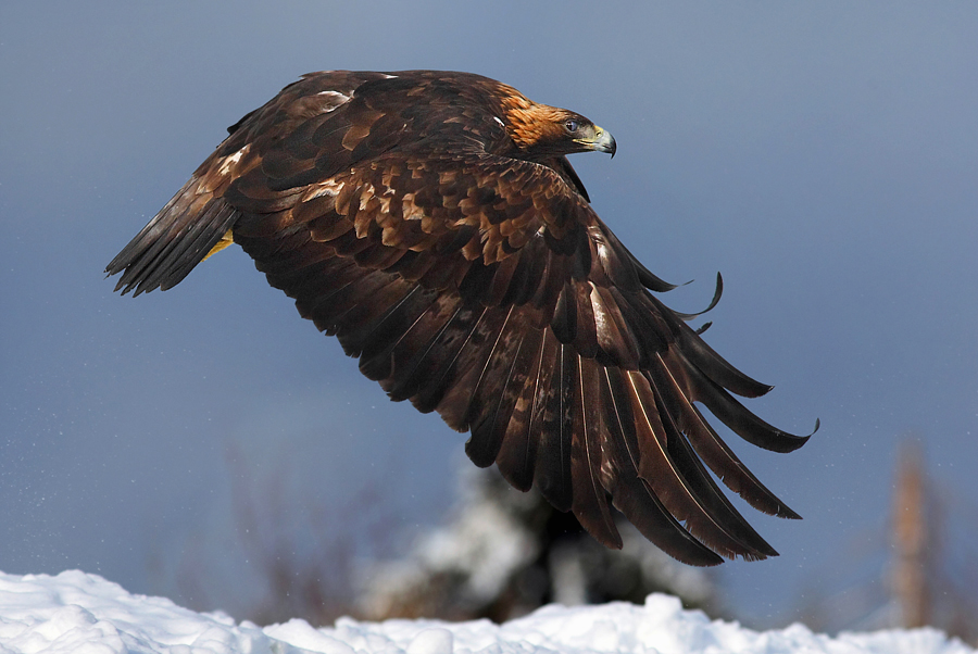 Orzeł przedni (Aquila chrysaetos)