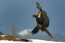 Orzeł przedni (Aquila chrysaetos) Golden Eagle