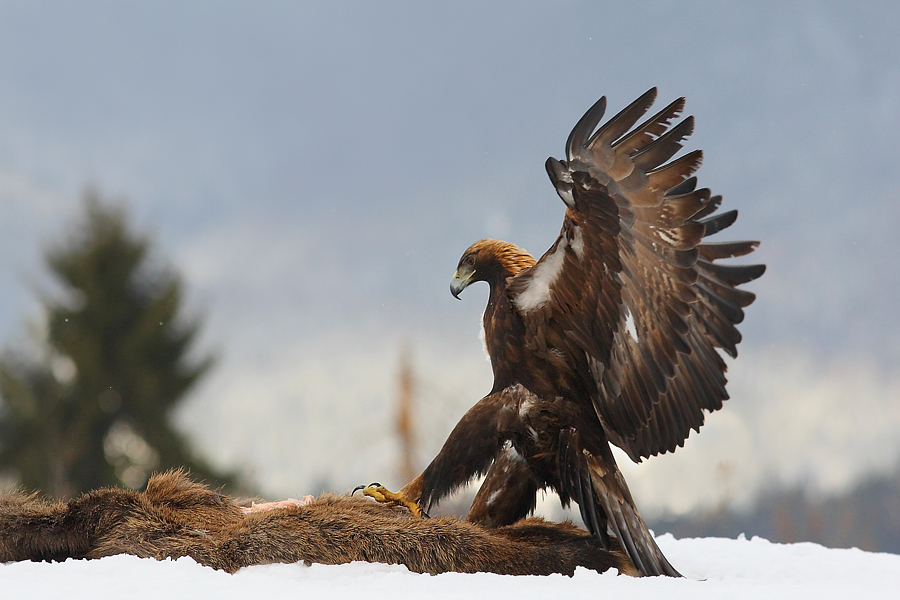 Orzeł przedni (Aquila chrysaetos) Golden Eagle