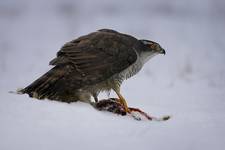 Jastrząb (Accipiter gentilis) Goshawk