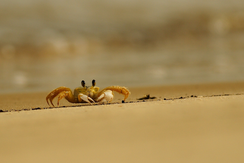 Krab na plaży się smaży