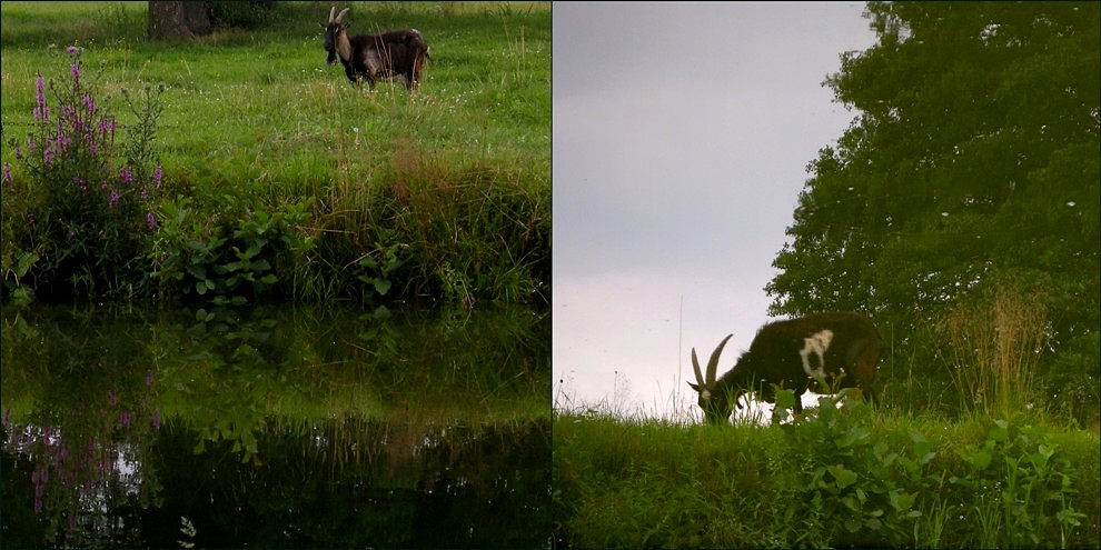 nic nie jadłam, Gospodarzu...