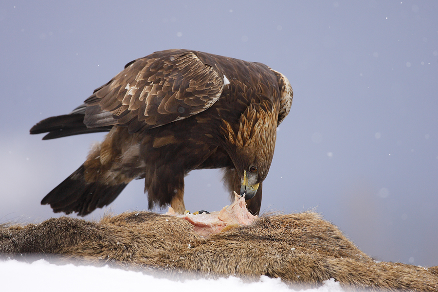 Orzeł przedni (Aquila chrysaetos) Golden Eagle