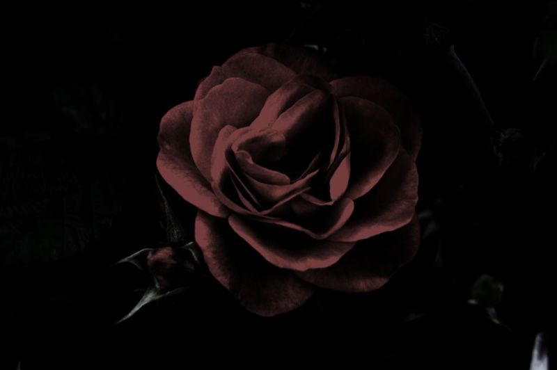 Il nome della rosa