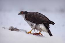 Jastrząb (Accipiter gentilis) Goshawk