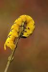 Acherontia atropos