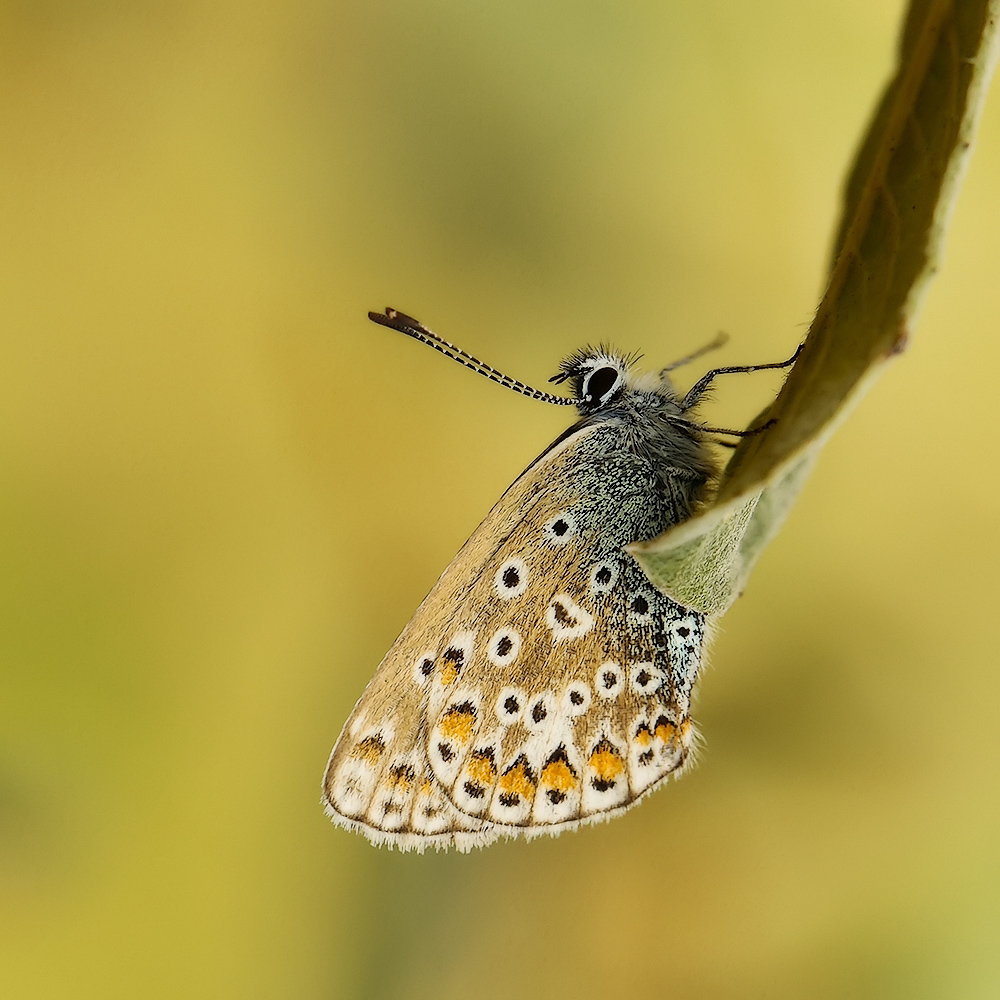 Polyommatus icarus