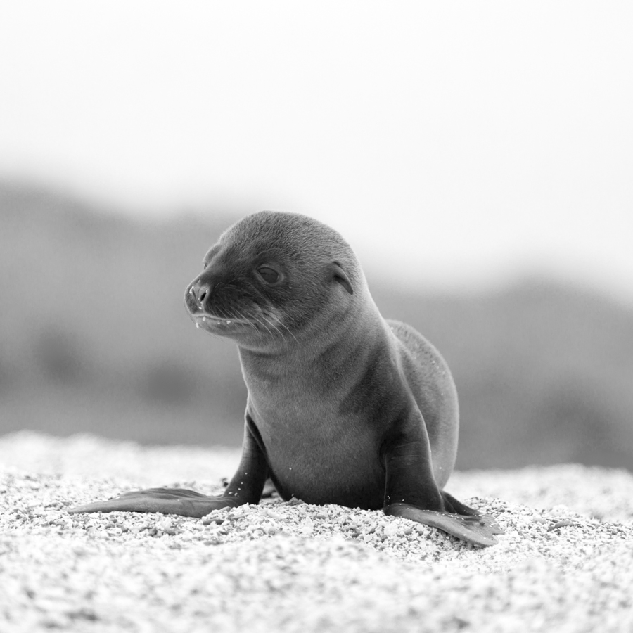 Baby Sea Lion