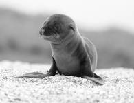 Baby Sea Lion