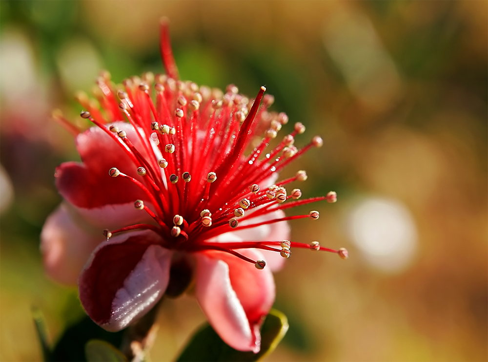 Kwitnąca Feijoa