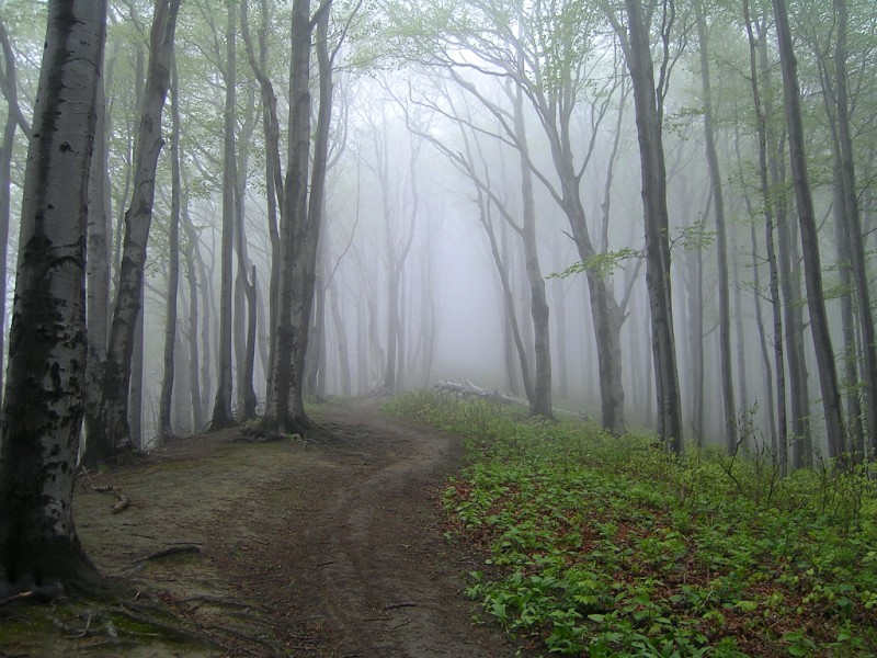 w stronę Cergowej - Beskid Niski