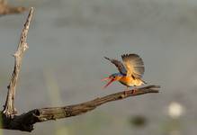 Kingfisher malachitowy