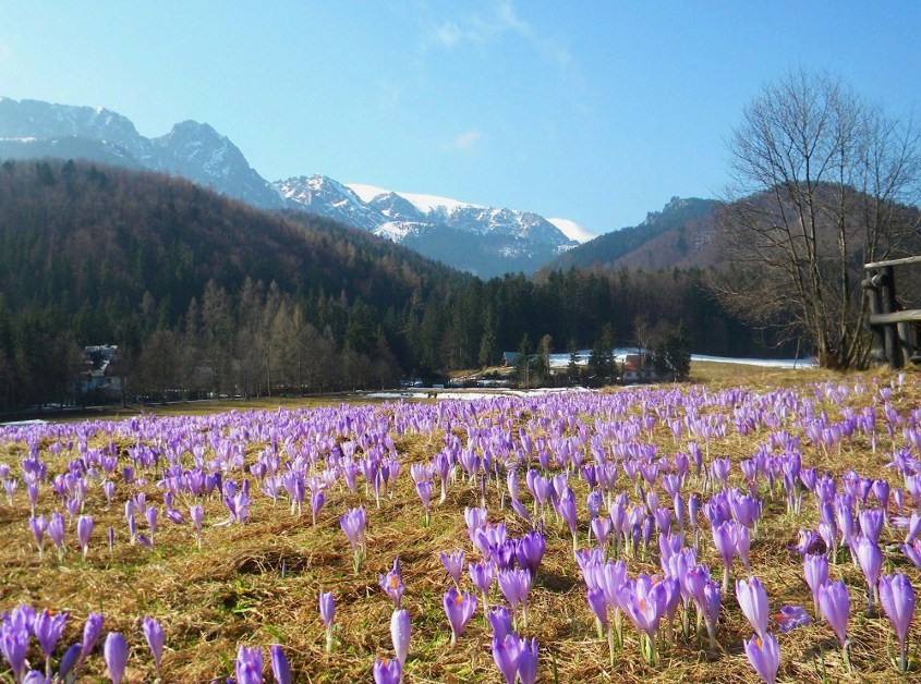 z widokiem na Giewont