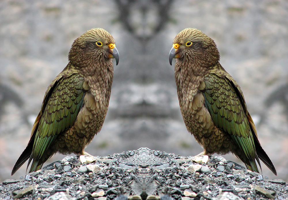 Kea