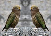 Kea