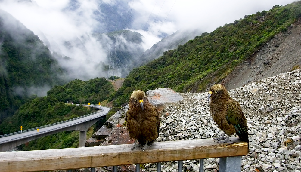 Kea