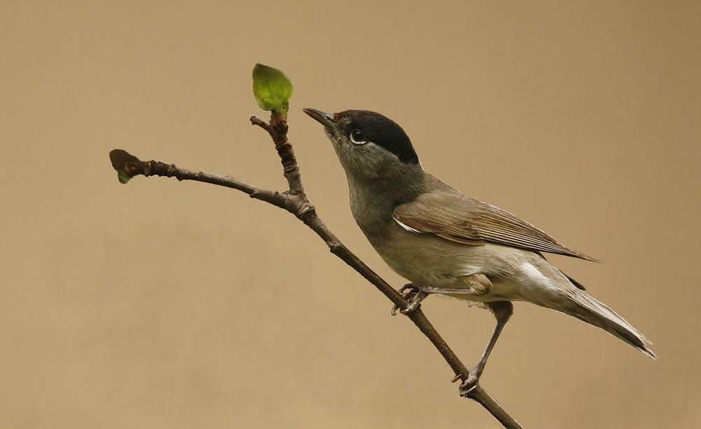 Kapturka (Sylvia atricapilla)