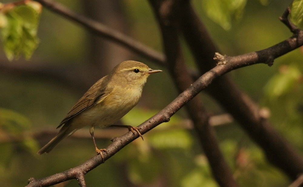 Pierwiosnek (Phylloscopus collybita)