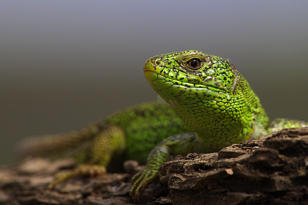 Jaszczurka zwinka (Lacerta agilis)