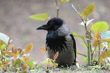 Wrona siwa,  (Corvus cornix)