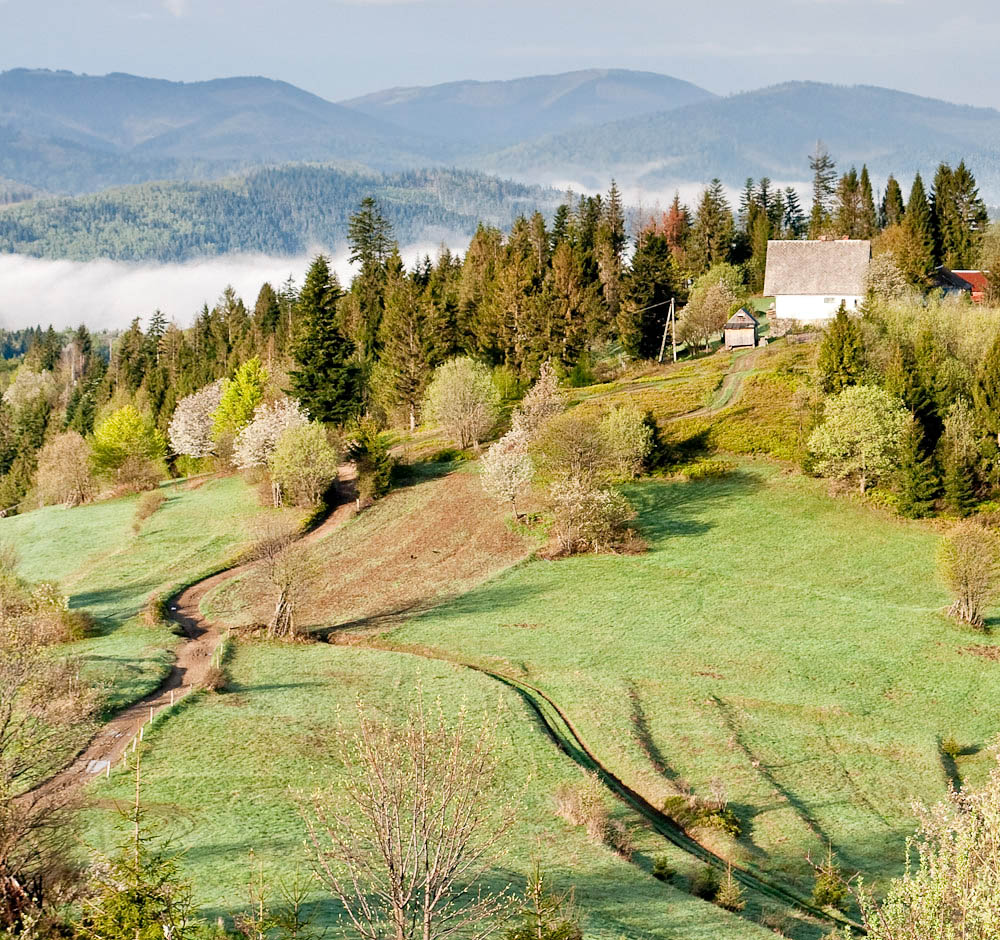 Na szlaku, okolice Rajczy