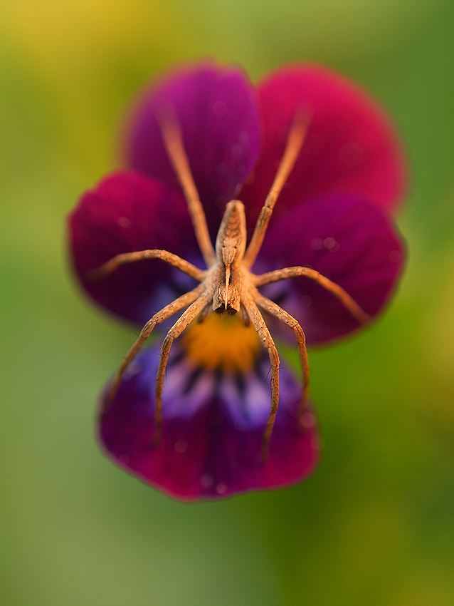 viola tricolor