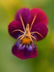 viola tricolor