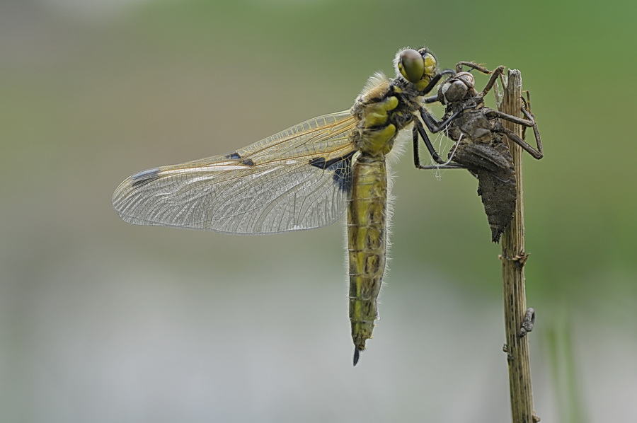 dragonfly