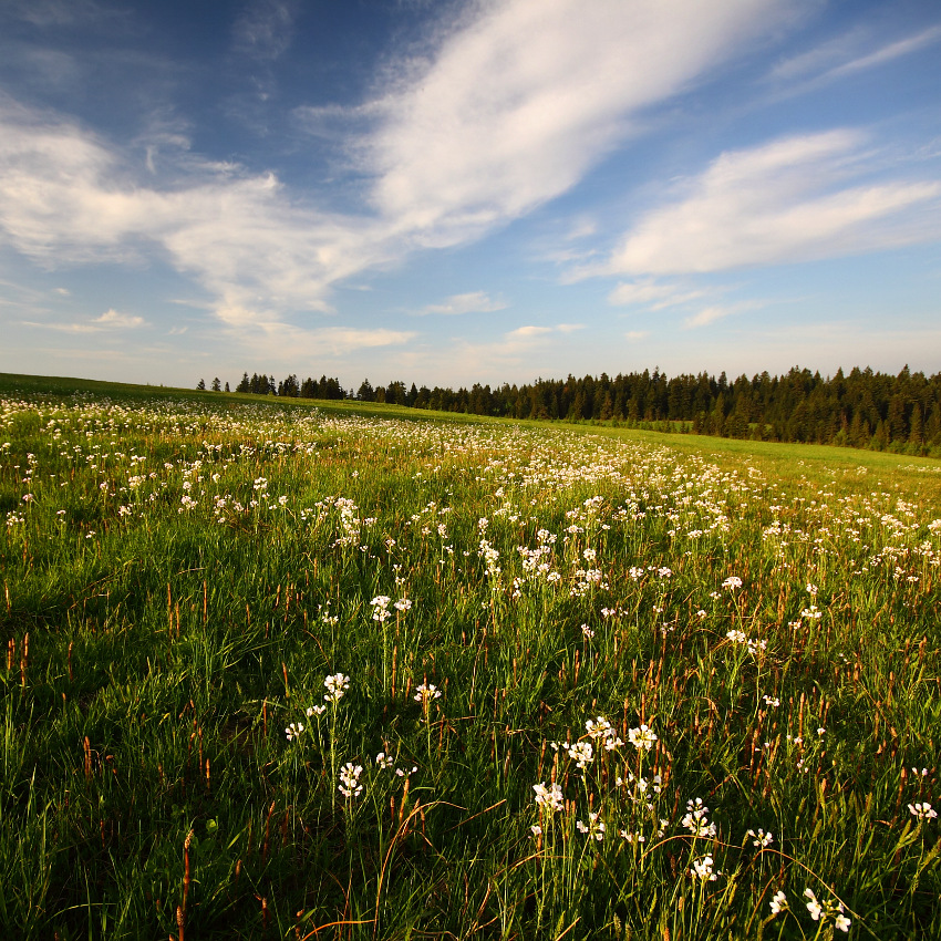 rzeżuchowe żniwa