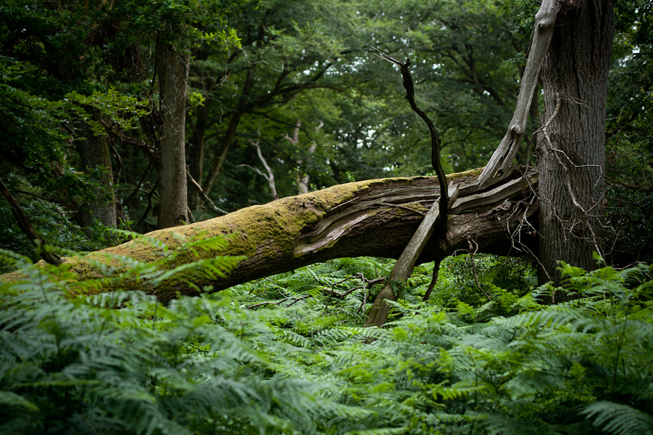 New Forest - Brockenhurst