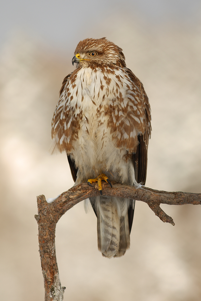 Myszołów zwyczajny (Buteo buteo)