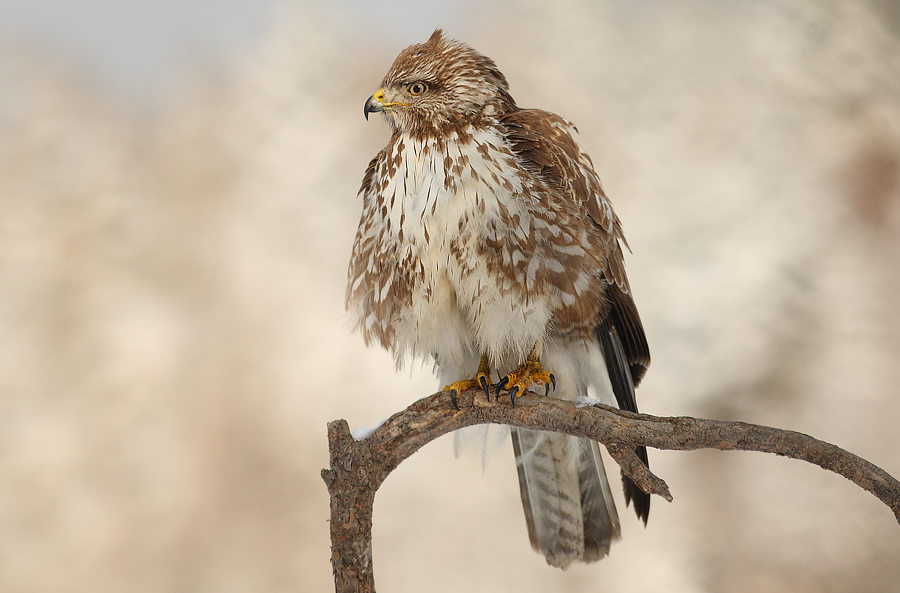 Myszołów zwyczajny (Buteo buteo)