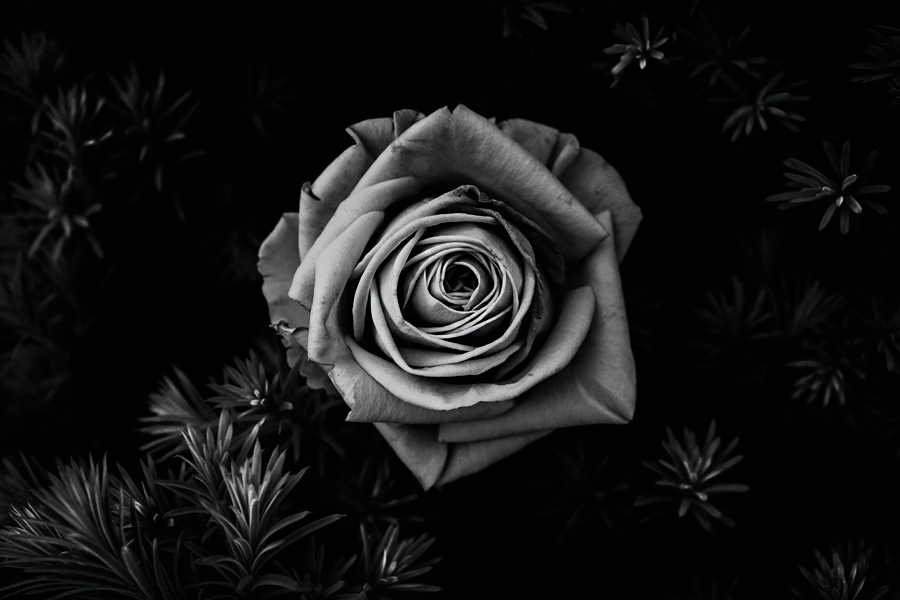 A Rose For The Dead