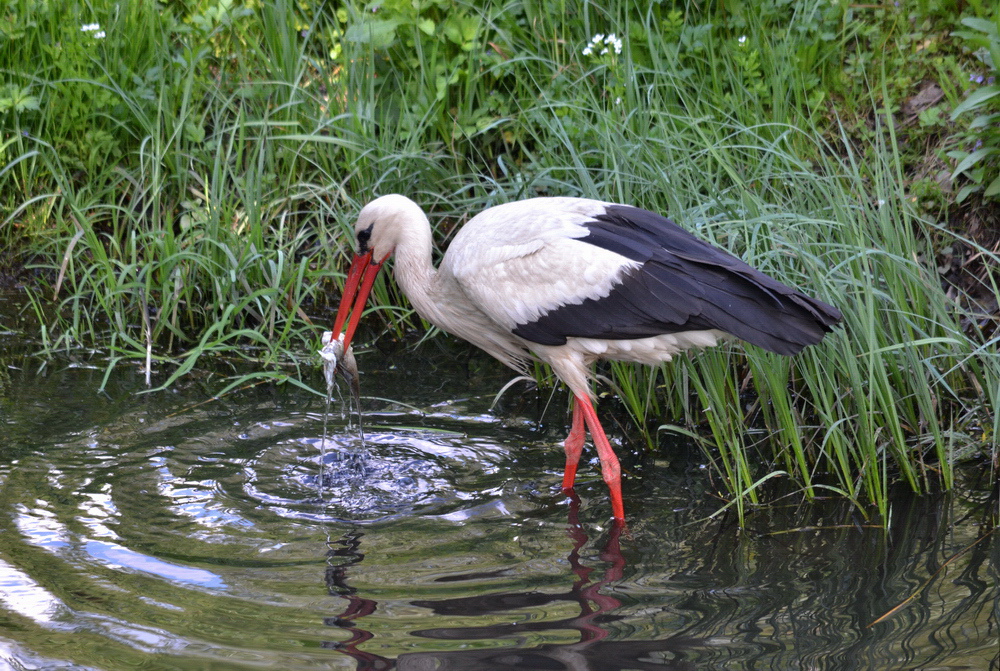 bocian biały