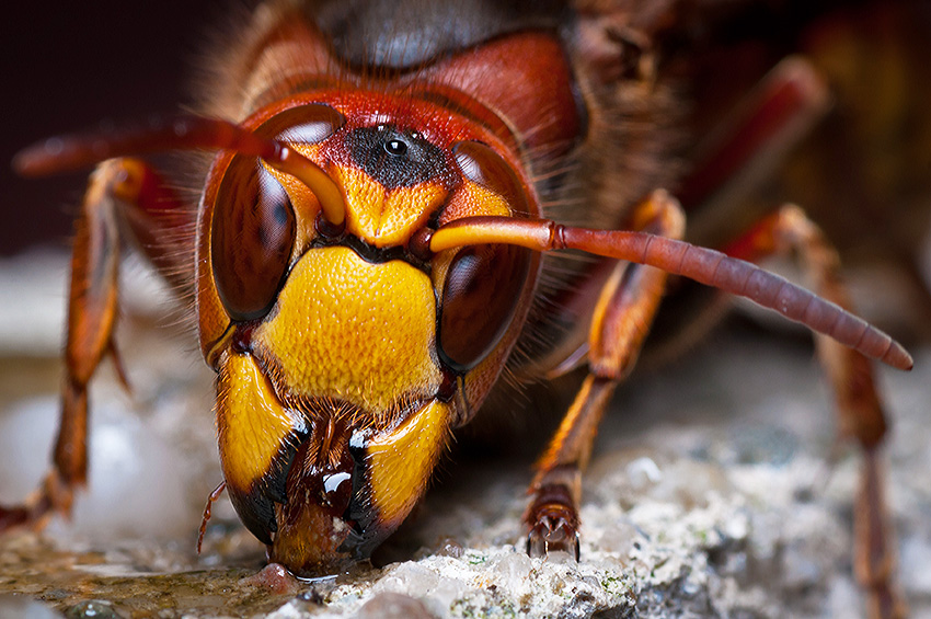 Szerszeń (Vespa crabro)