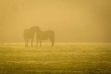 horses in yellow