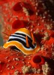 Pyjama chromodorid (Chromodoris quadricolor)