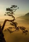 Najsławniejsze polskie bonsai