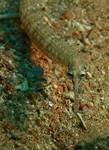 Red Sea pipefish (Corythoichthys sp.)