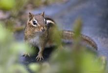 Chipmunk